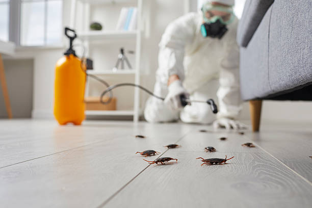 Post-Treatment Bed Bug Interceptor Monitoring in Vails Gate